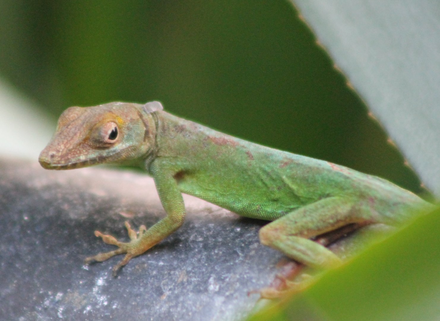 Guadeloupean anole