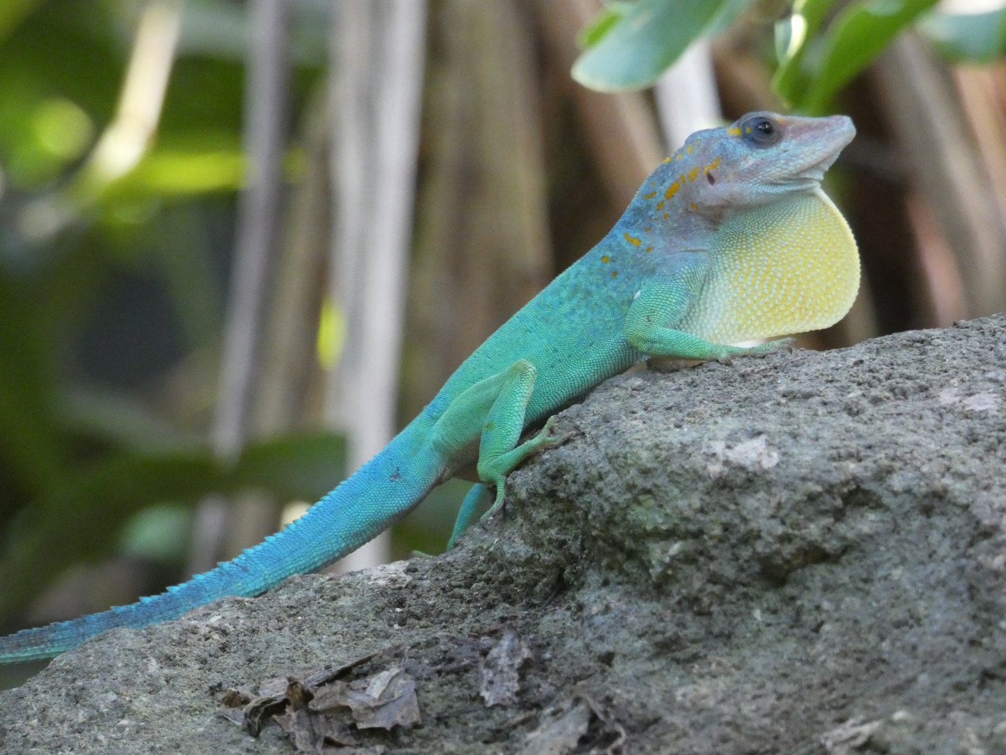 Guadeloupean Anole