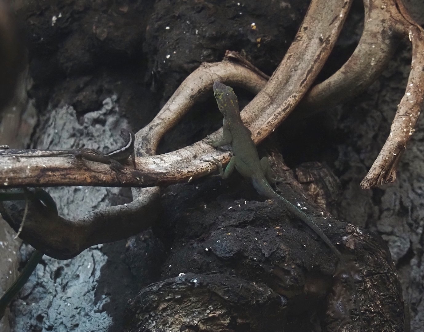 Guadeloupean anoles (Anolis marmoratus marmoratus), 2024-08-21