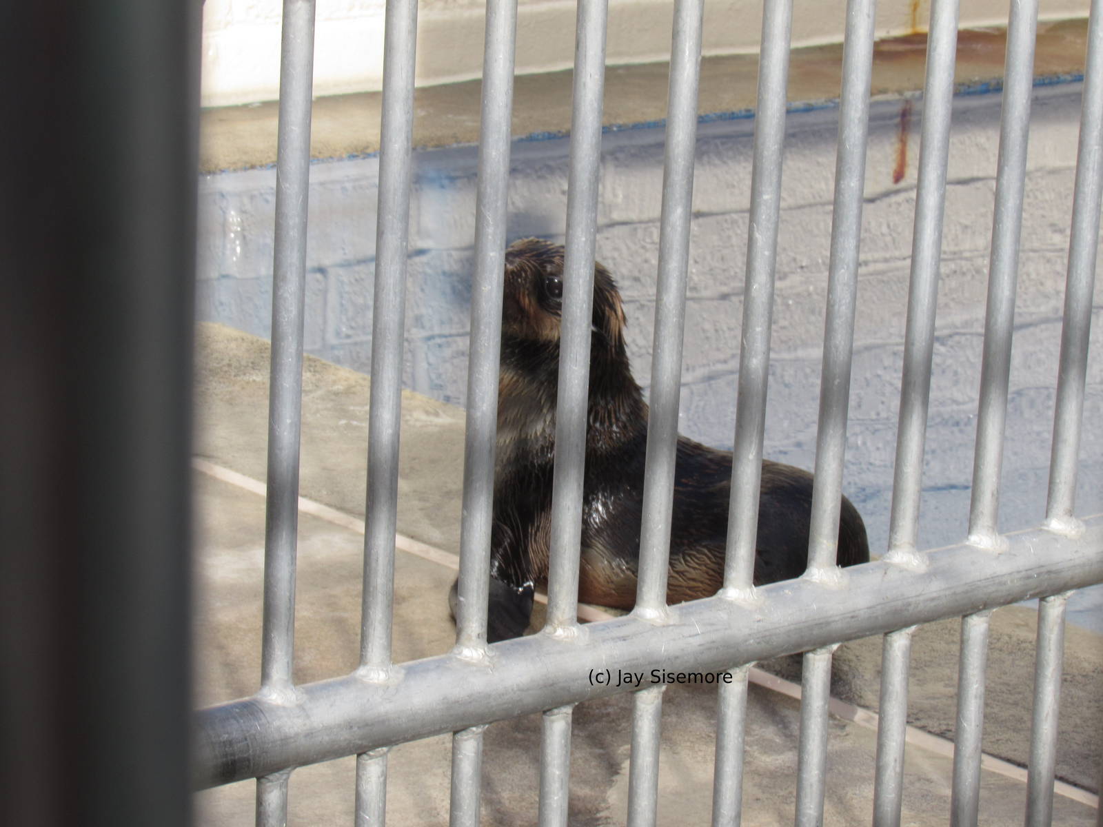 Guadelupe Fur Seal Pup about to be released