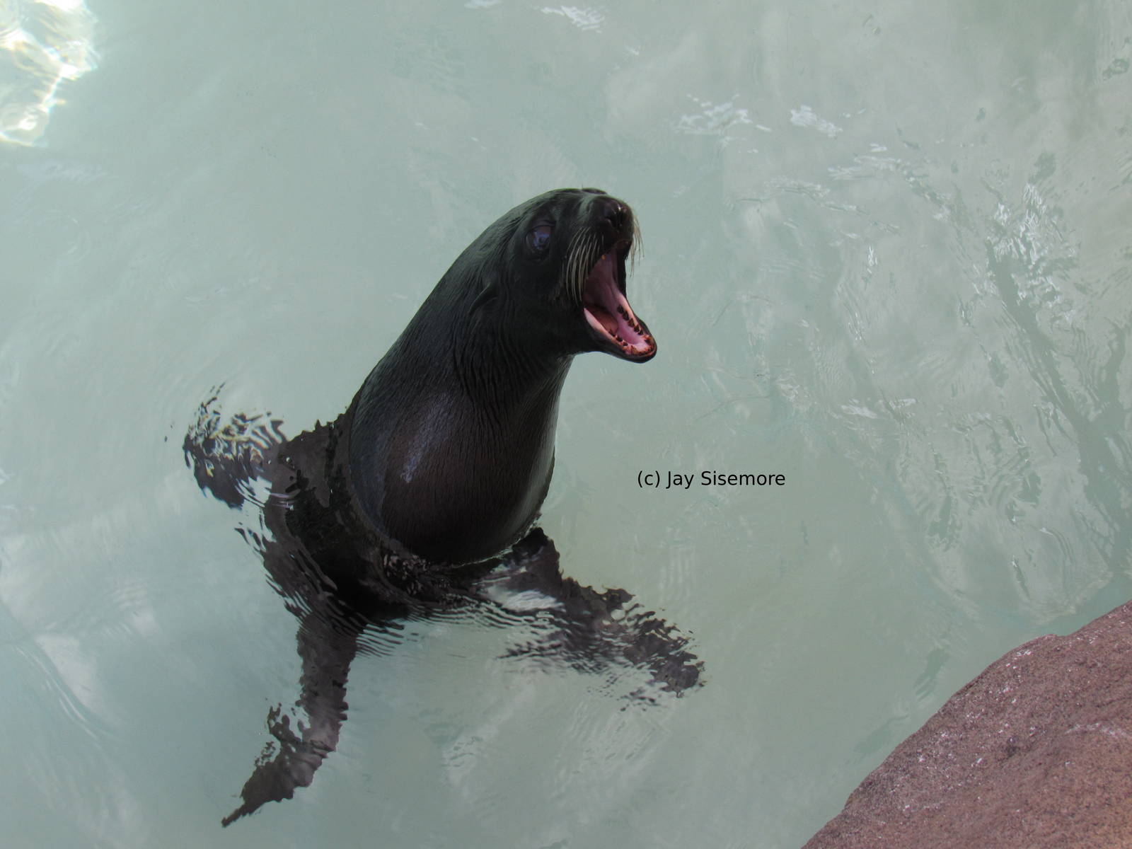 Guadelupe Fur Seal