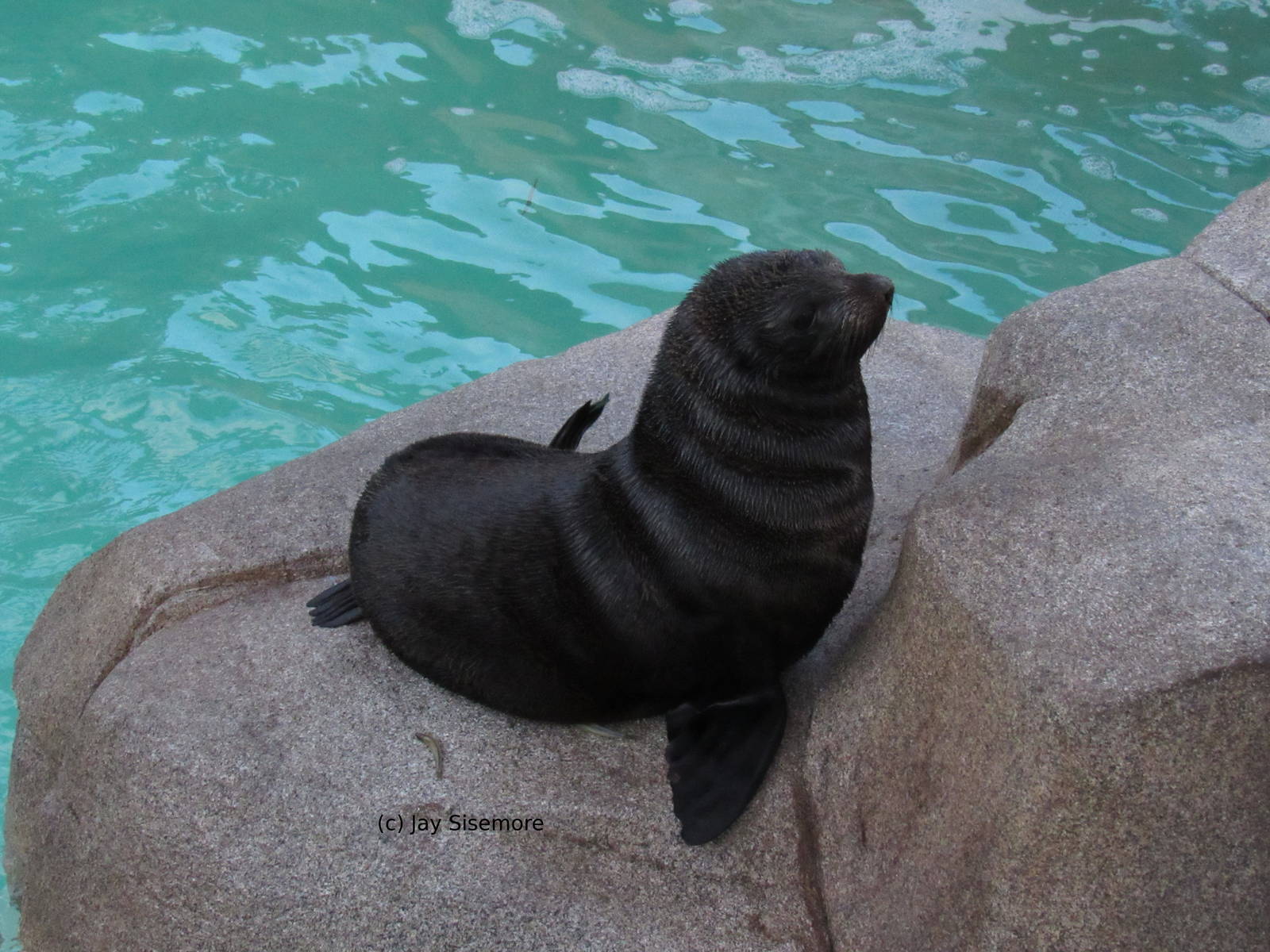Guadelupe Fur Seal