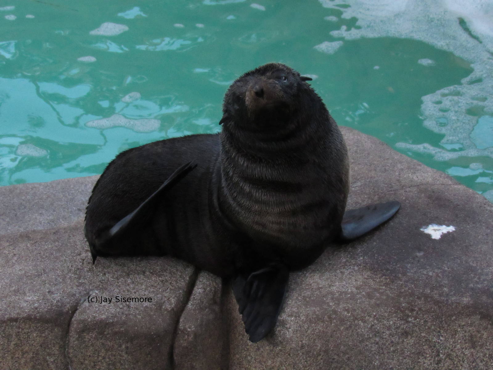 Guadelupe Fur Seal