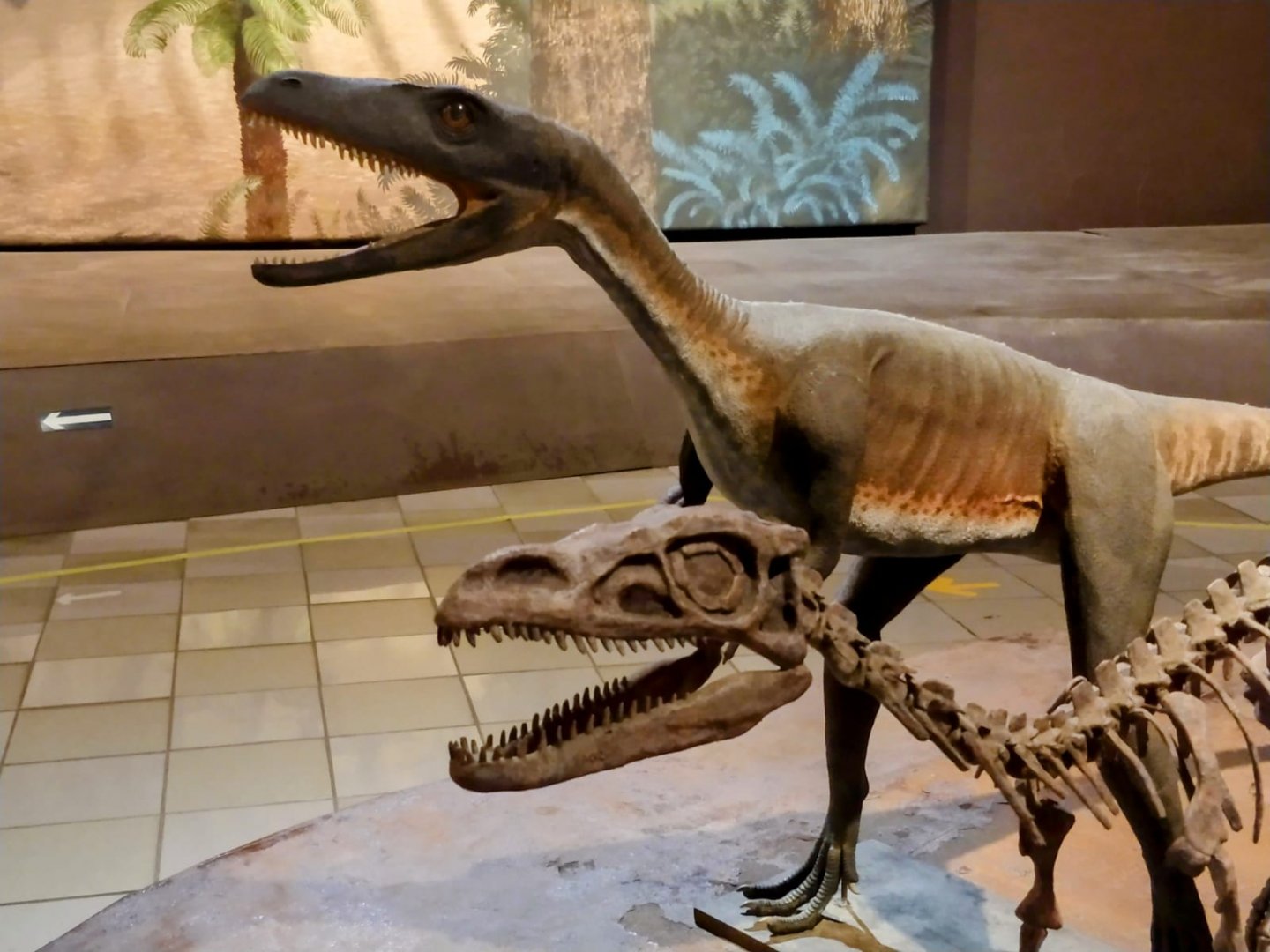 Guaibassaurus skeleton and reconstruction - PUC Minas's Natural Science museum