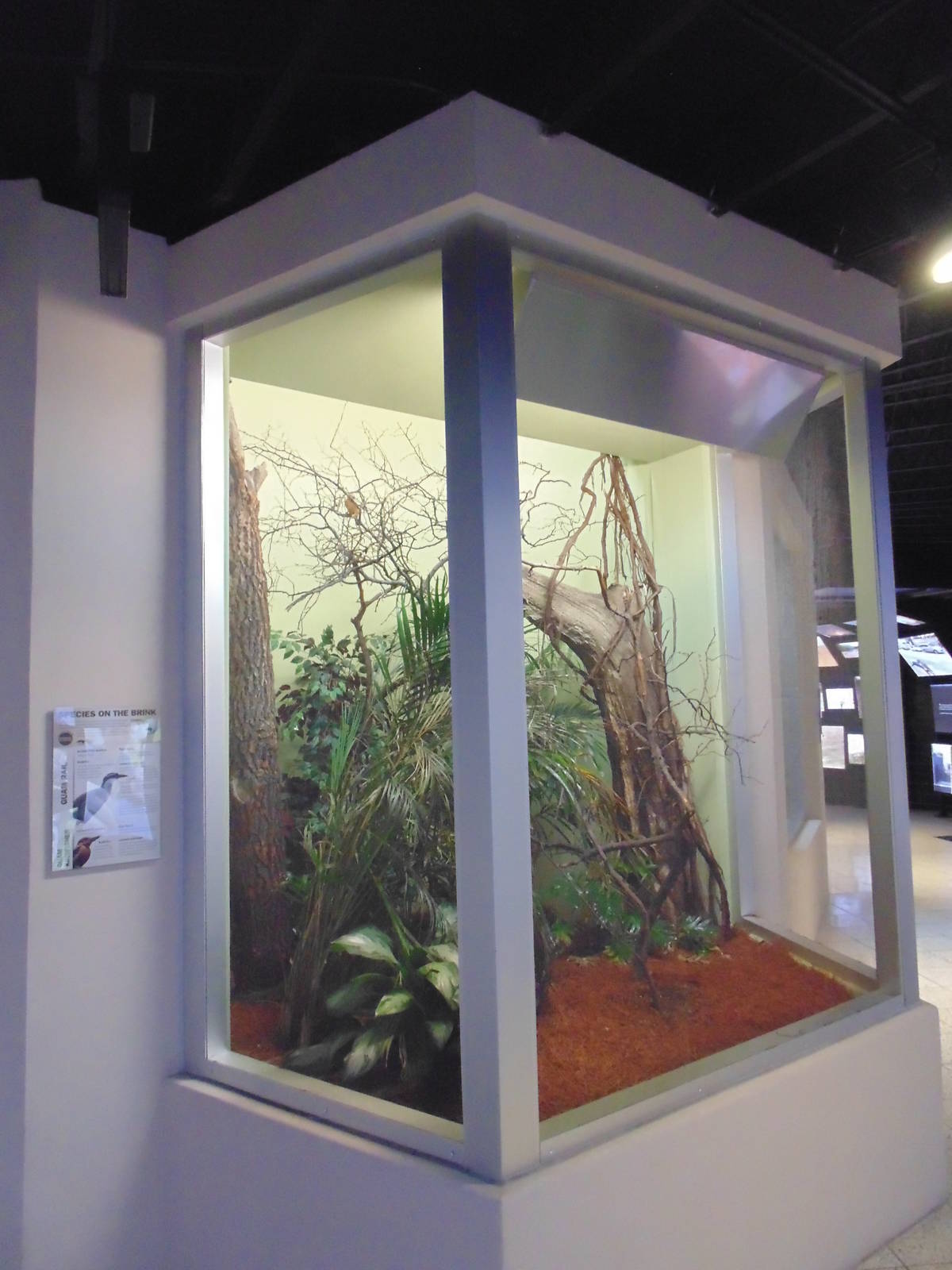 Guam Kingfisher &amp; Guam Rail exhibit