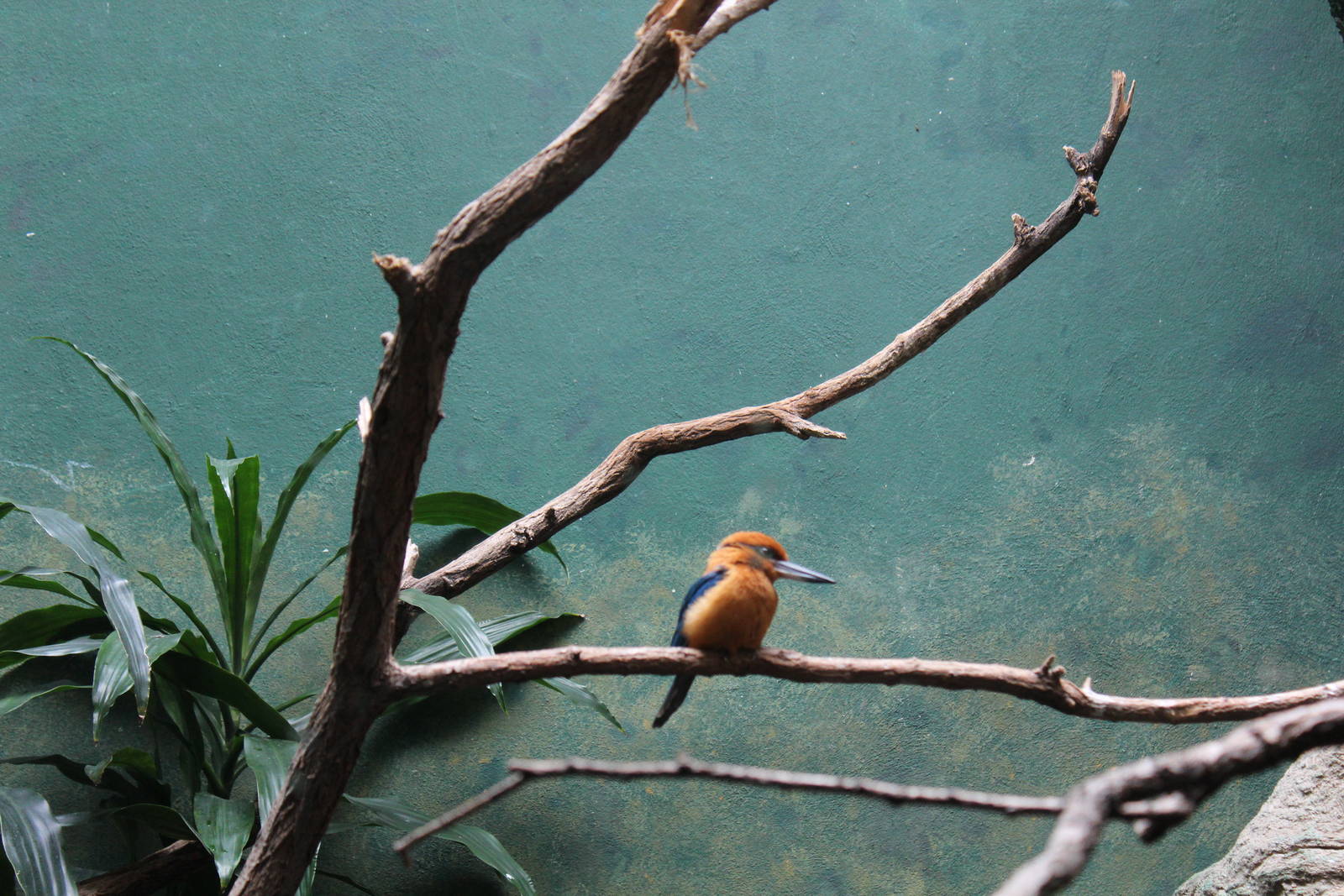 Guam Kingfisher - Apr 2014