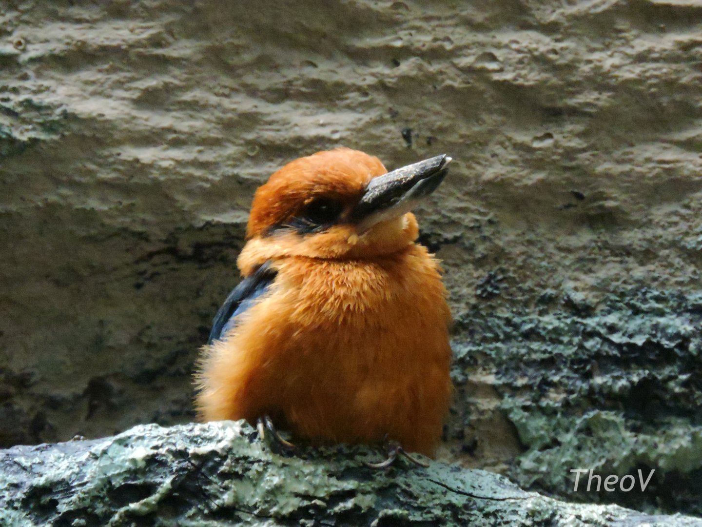 Guam Kingfisher - Aquatic Bird House [2015]