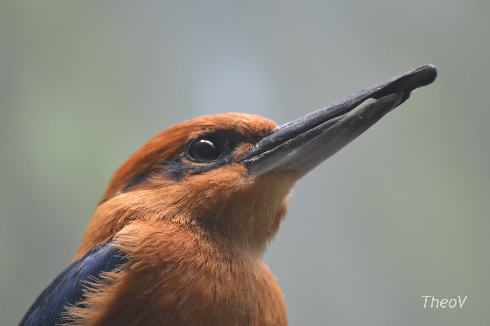 Guam Kingfisher - Aquatic Bird House [2017]