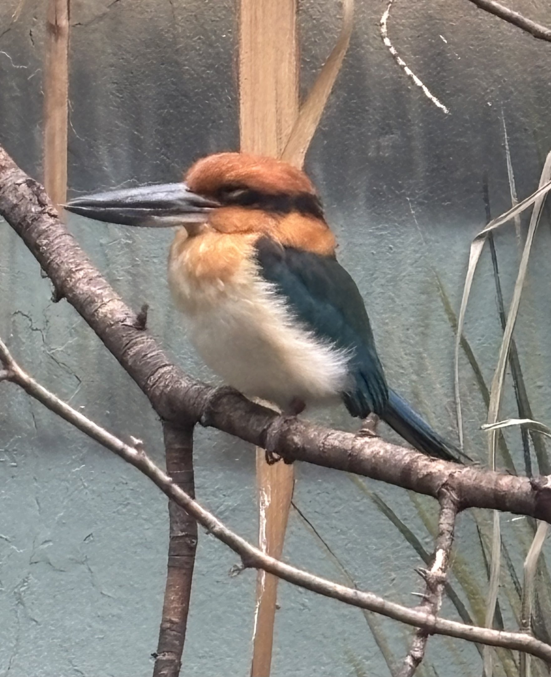 Guam Kingfisher - Aquatic Bird House