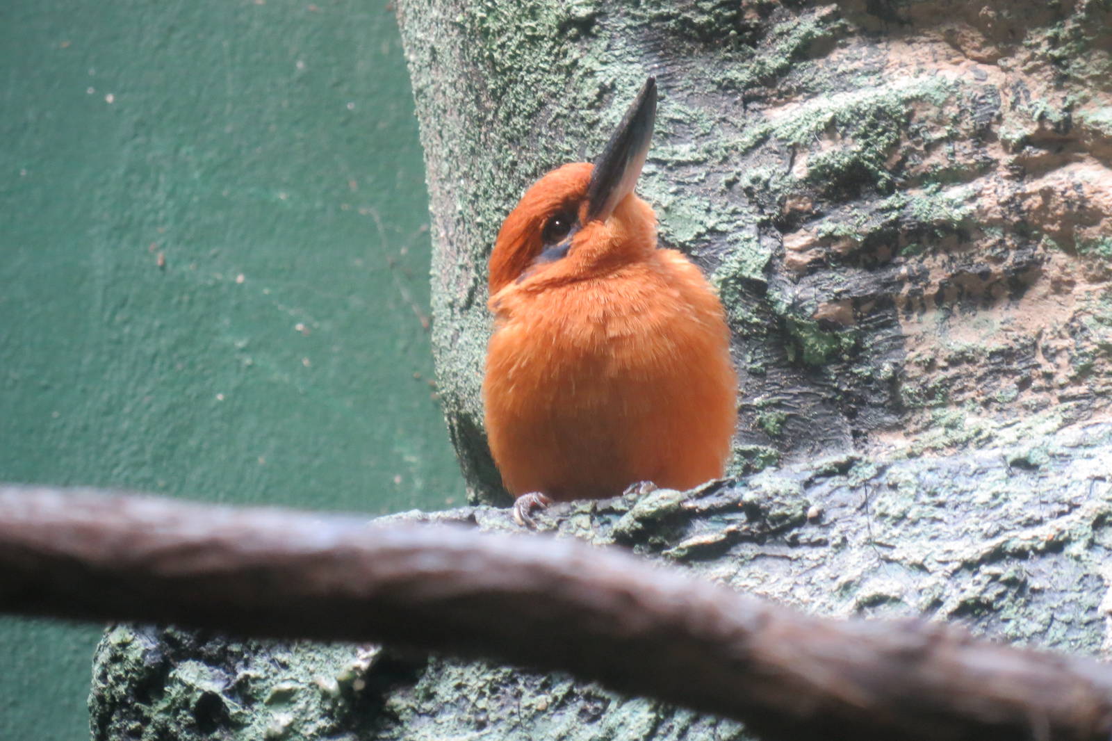 Guam Kingfisher - Aquatic Birds House 031215