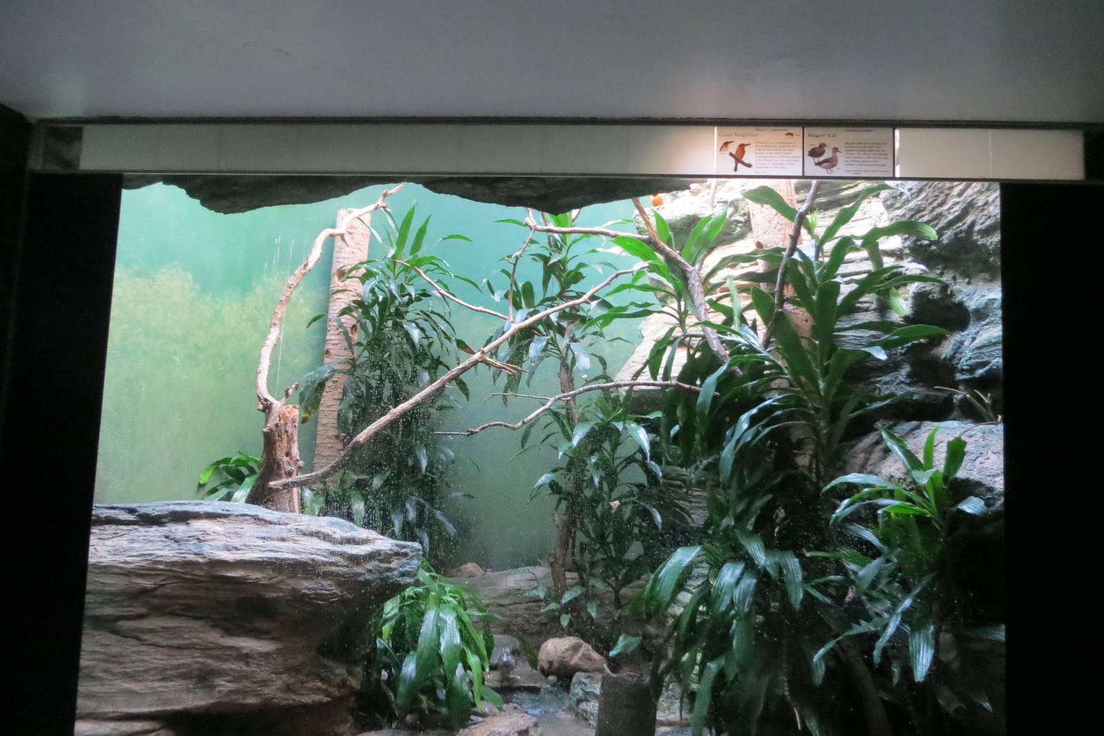 Guam Kingfisher - Aquatic Birds House 031215