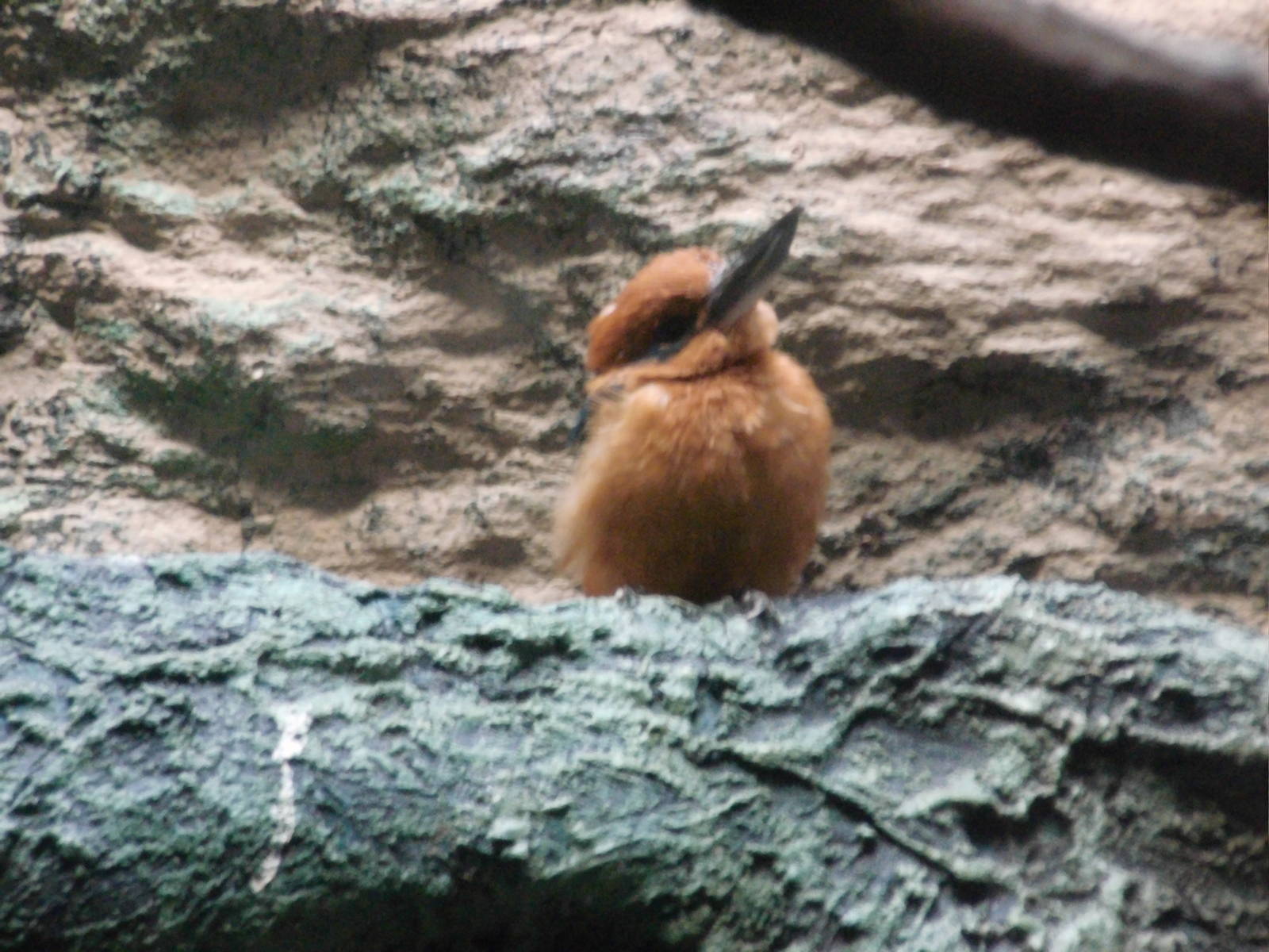 Guam Kingfisher at Bronx zoo 2014-12-27