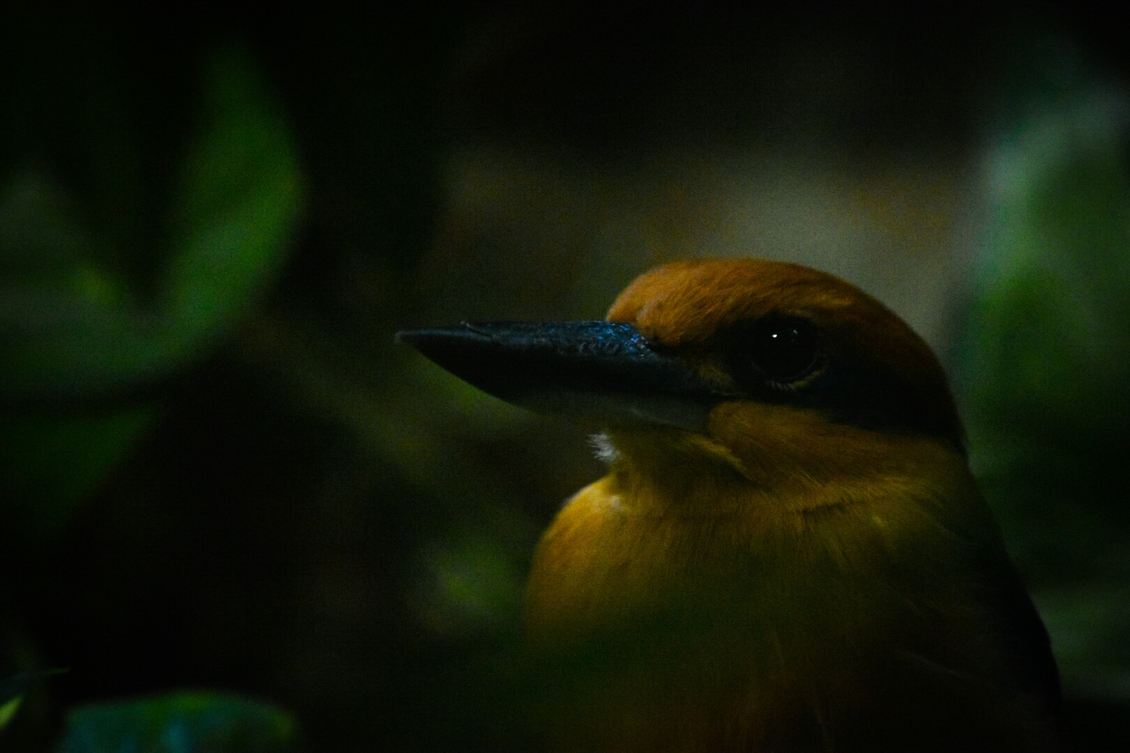 Guam Kingfisher- Birdhouse