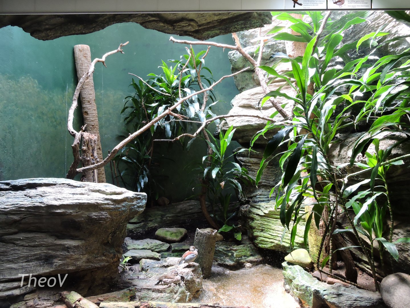 Guam Kingfisher exhibit - Aquatic Bird House [2015]