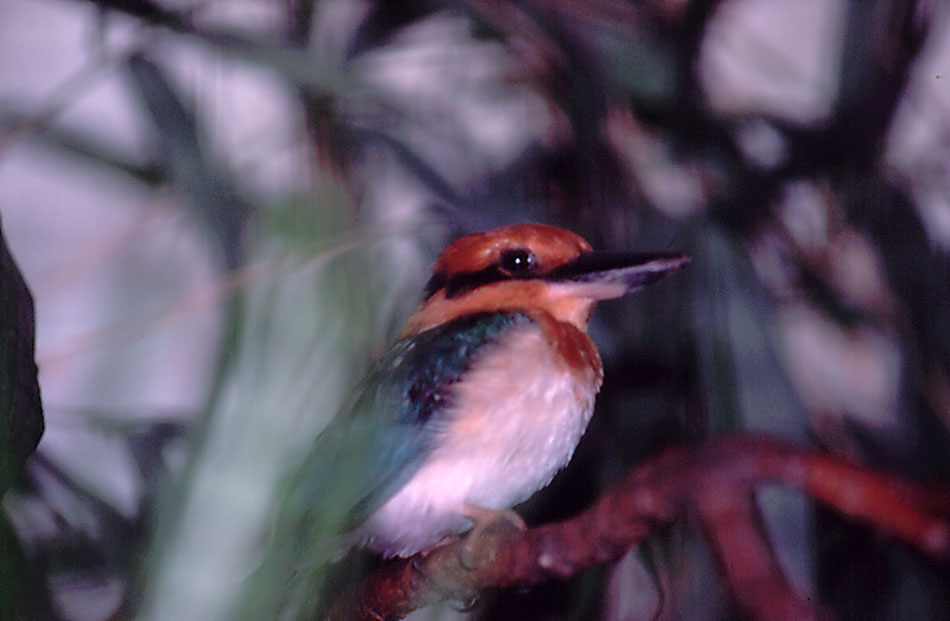 Guam Kingfisher male - 1987