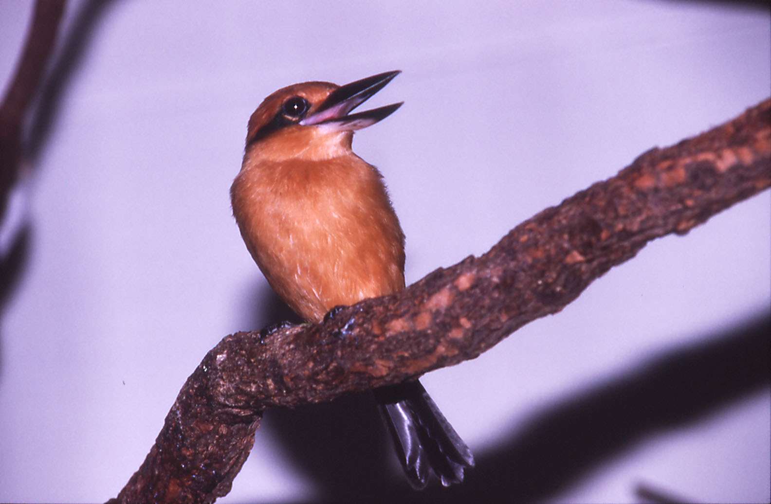 Guam Kingfisher male