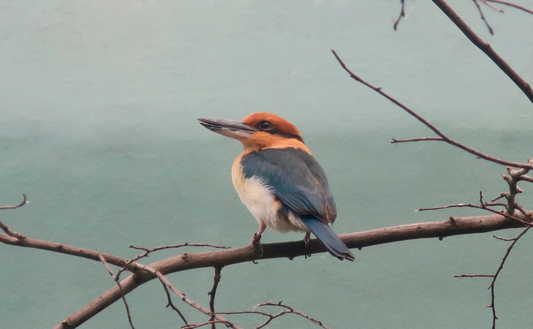Guam Kingfisher (Todiramphus cinammominus)