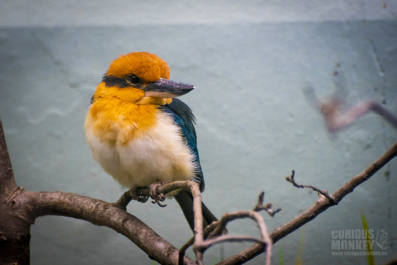 Guam Kingfisher (todiramphus cinnamominus) 10/19