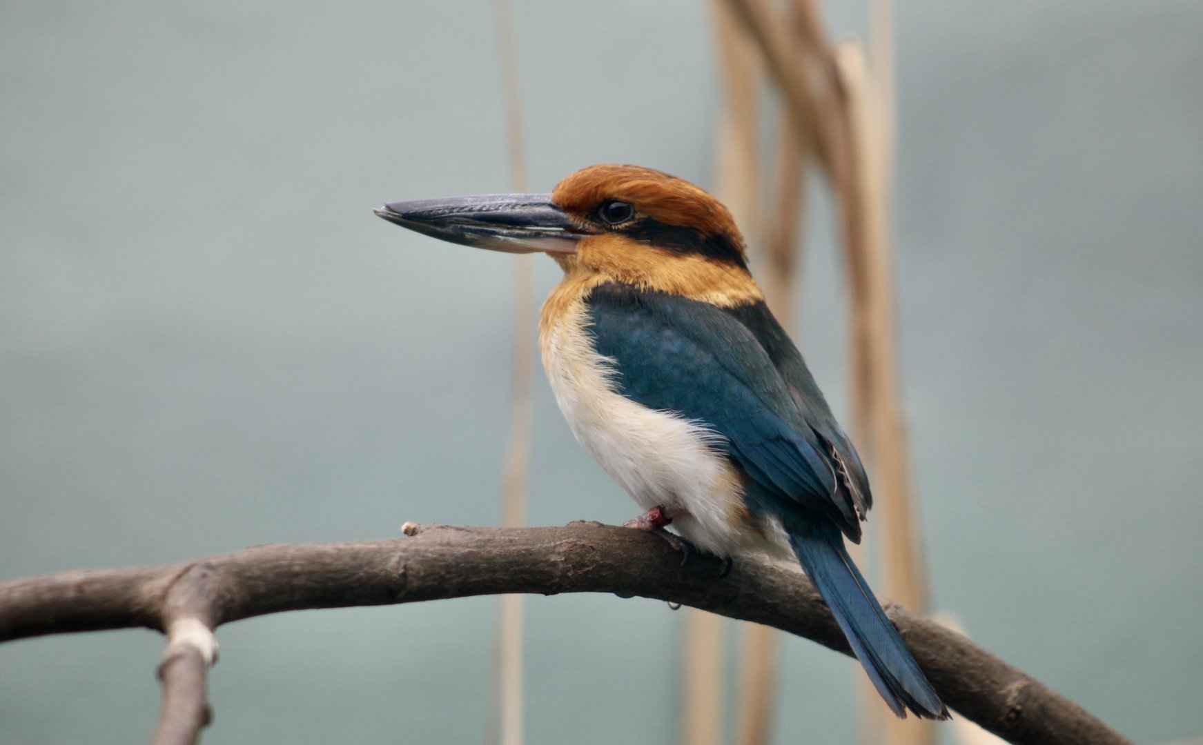 Guam Kingfisher (Todiramphus cinnamominus) female