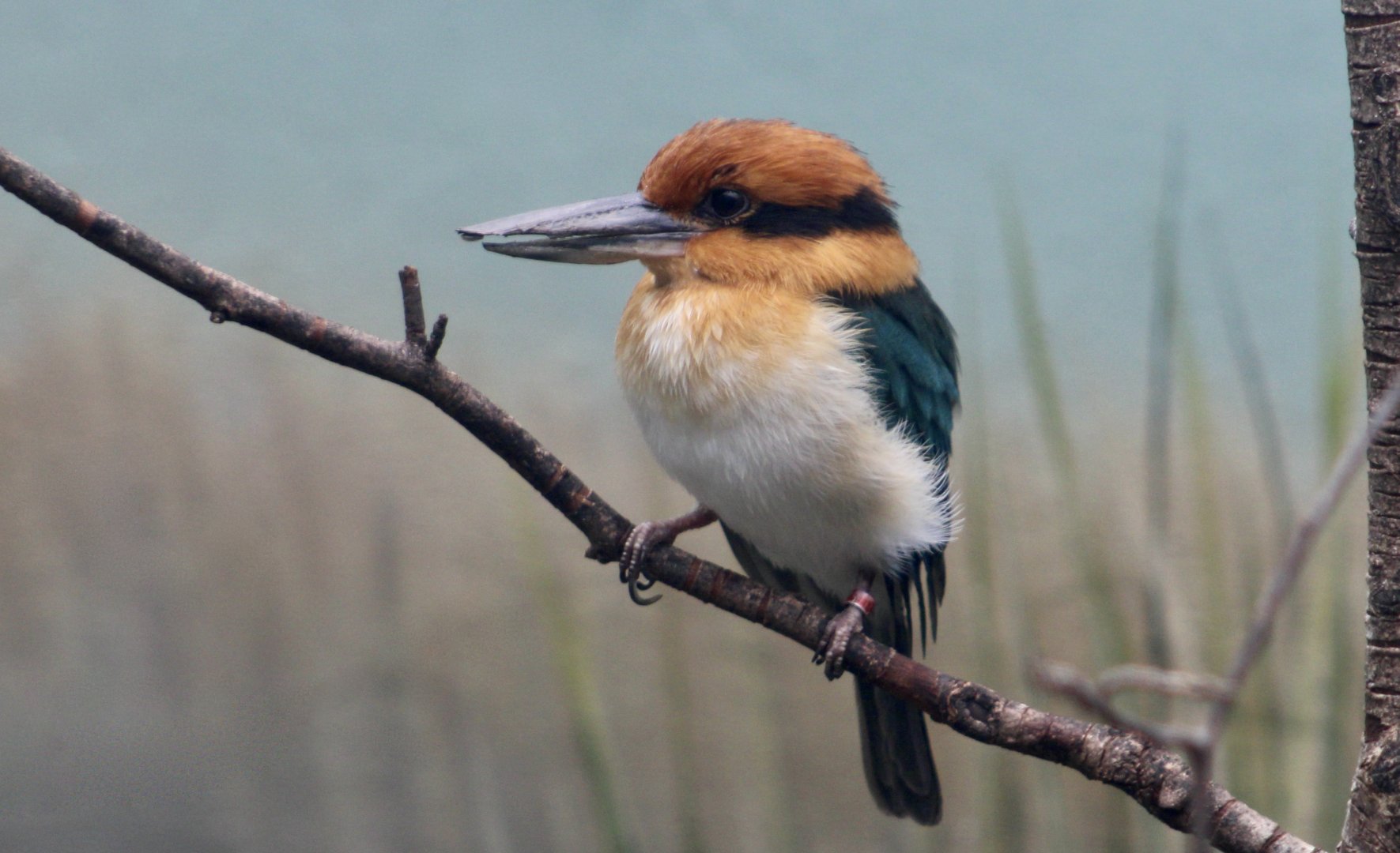 Guam Kingfisher (Todiramphus cinnamominus) female