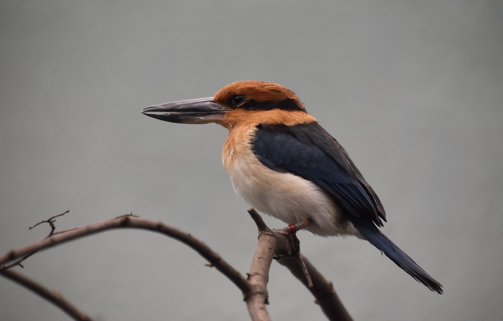 Guam Kingfisher (Todiramphus cinnamominus) female