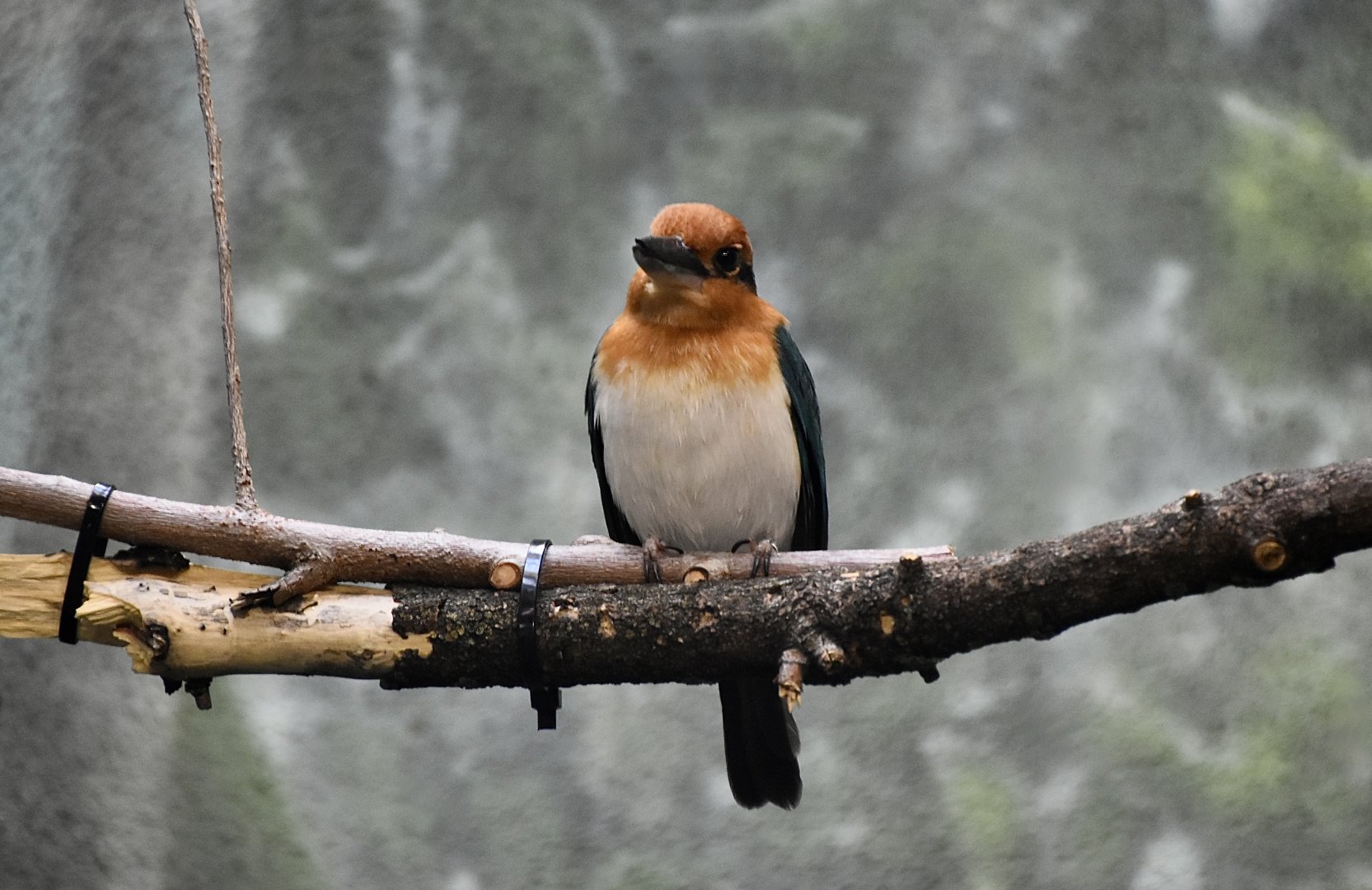 Guam Kingfisher (Todiramphus cinnamominus) female