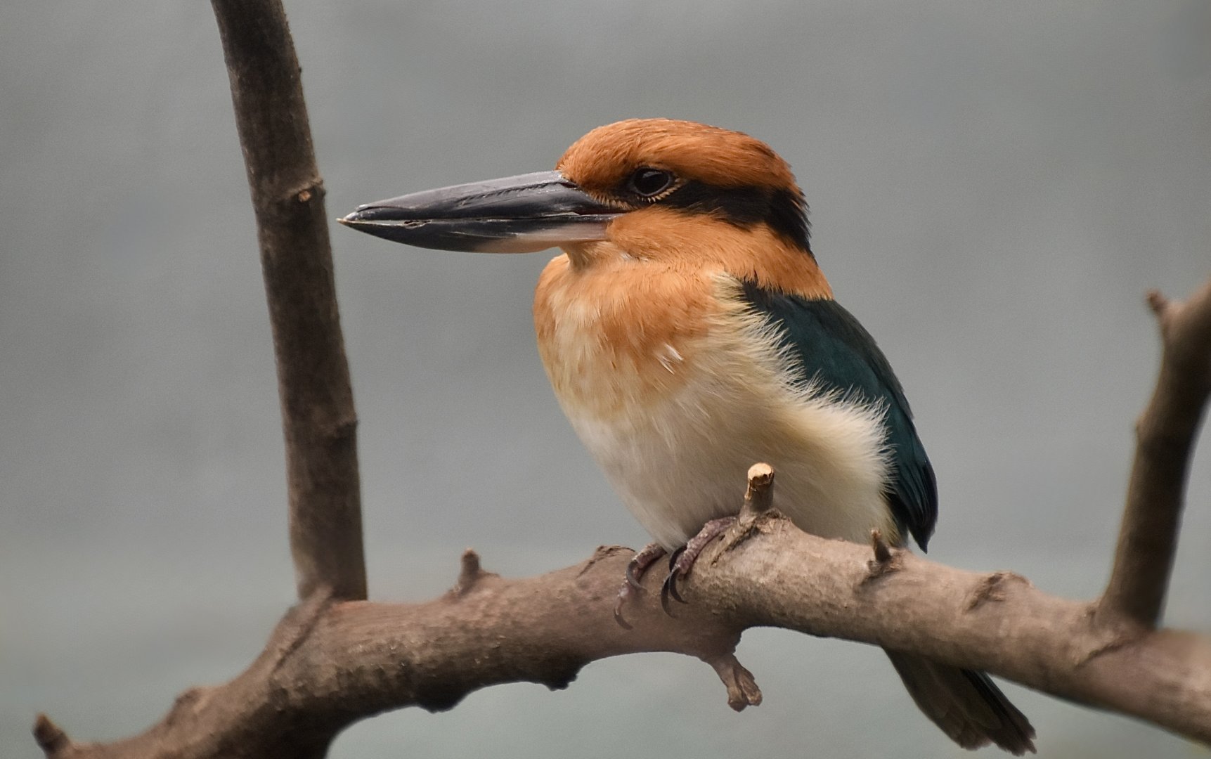 Guam Kingfisher (Todiramphus cinnamominus) female