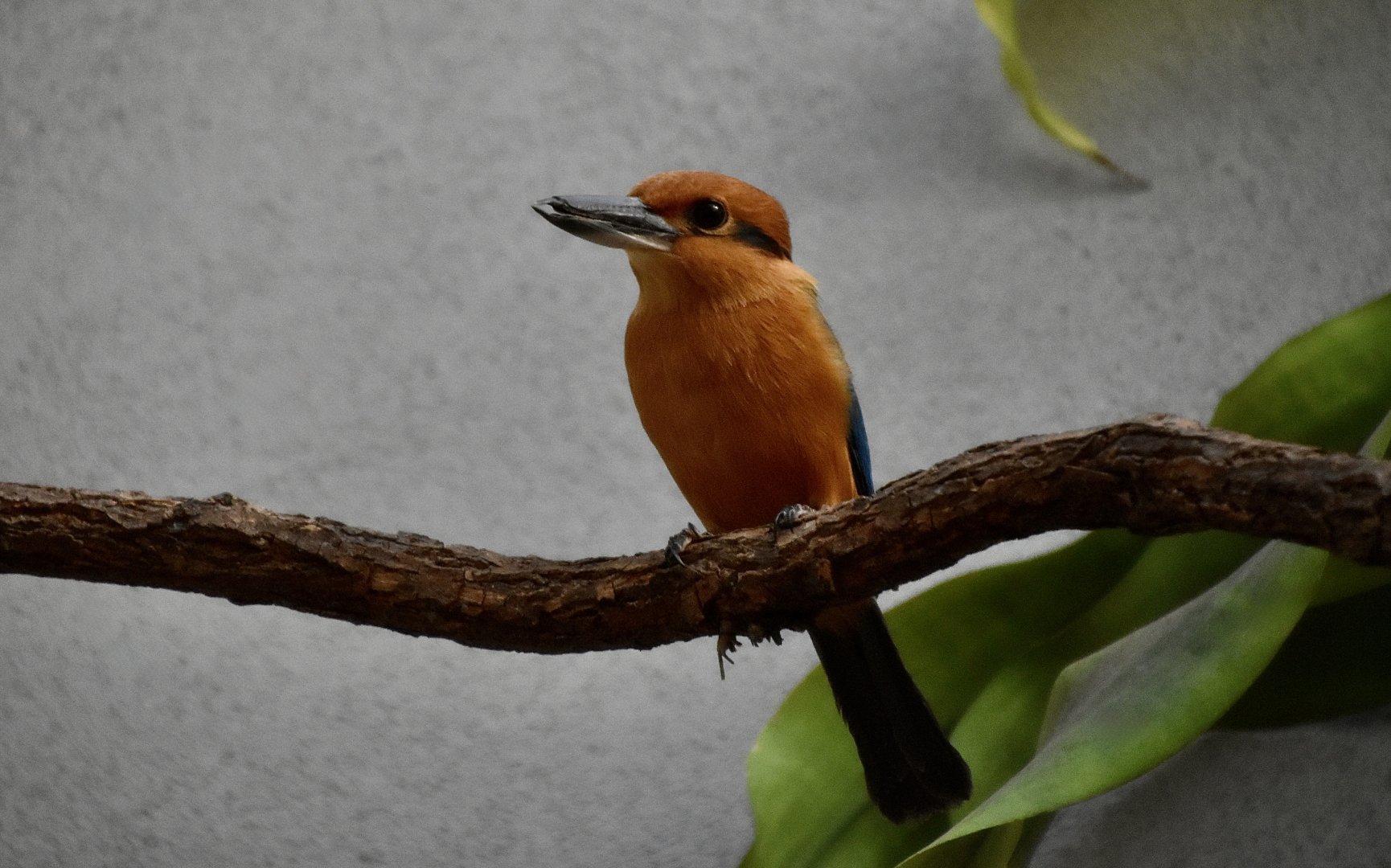 Guam Kingfisher (Todiramphus cinnamominus) male