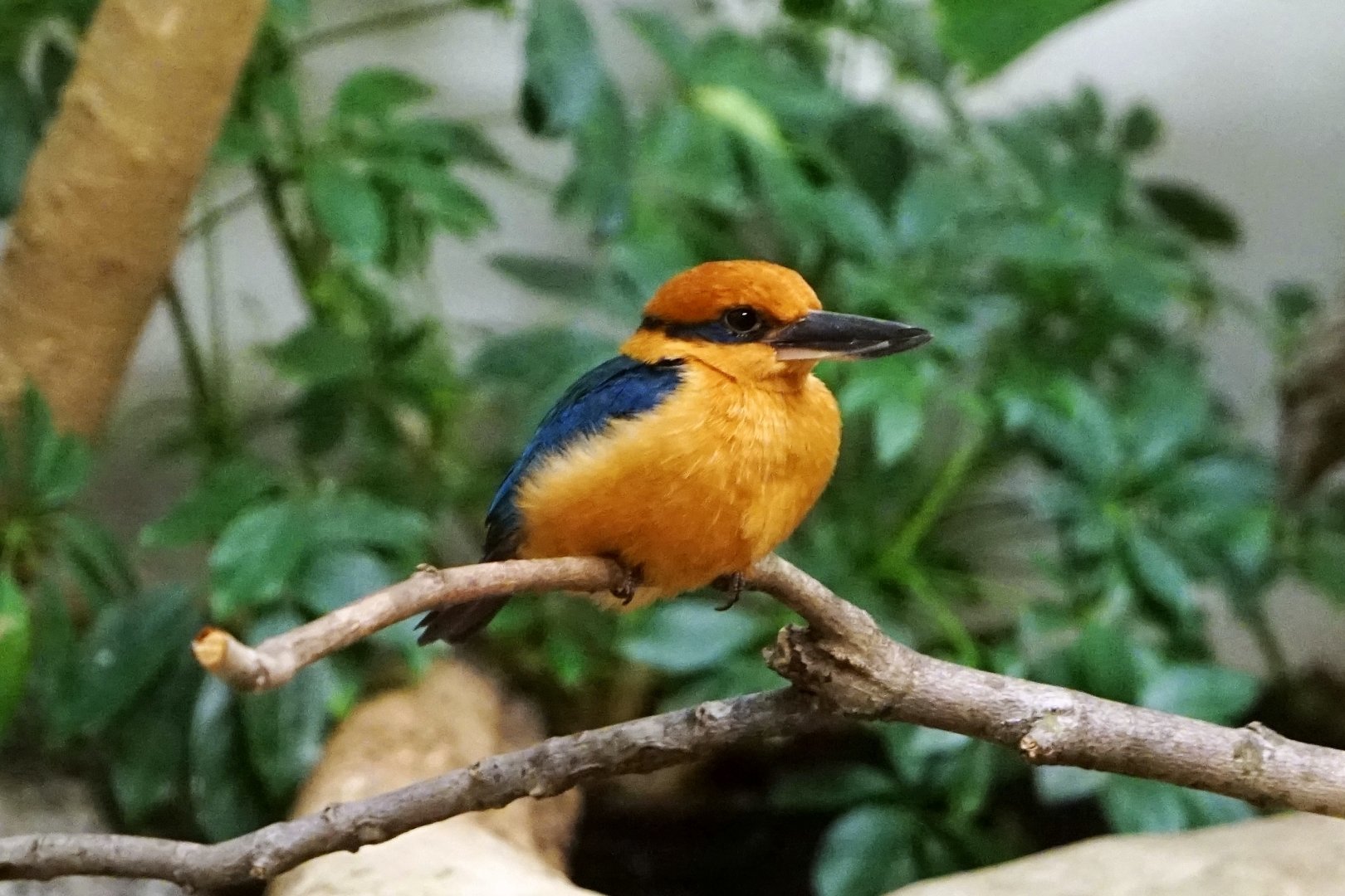 Guam Kingfisher (Todiramphus cinnamominus), May 2015