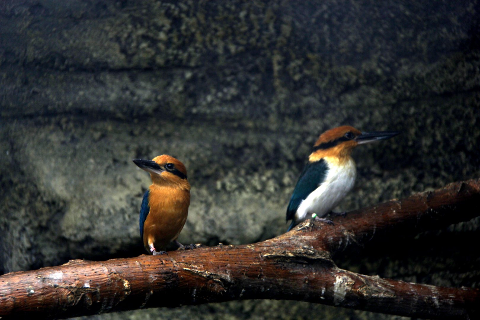 Guam kingfisher (Todiramphus cinnamominus)