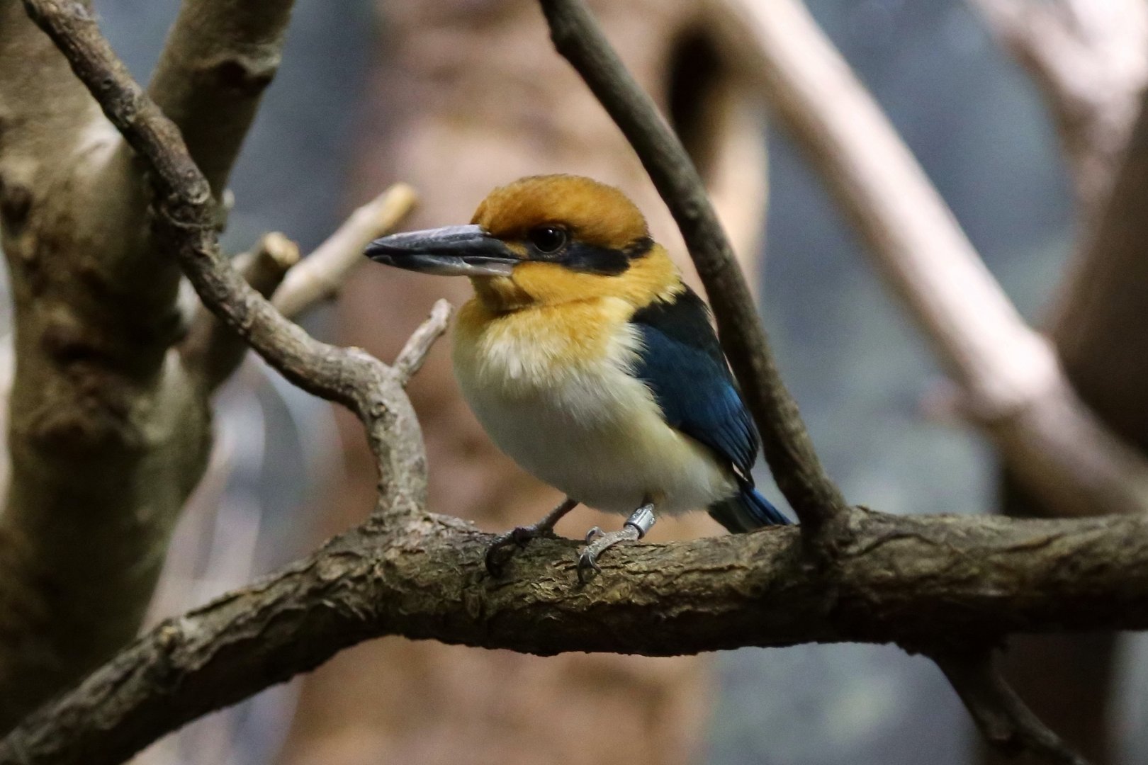 Guam Kingfisher (Todiramphus cinnamominus)