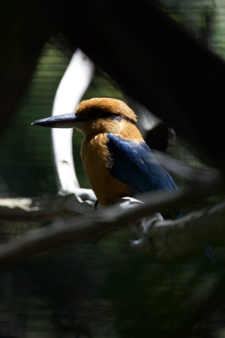 Guam kingfisher/ Todiramphus cinnamominus