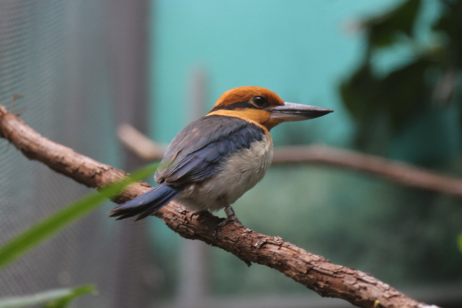 Guam Kingfisher (Todiramphus cinnamominus)