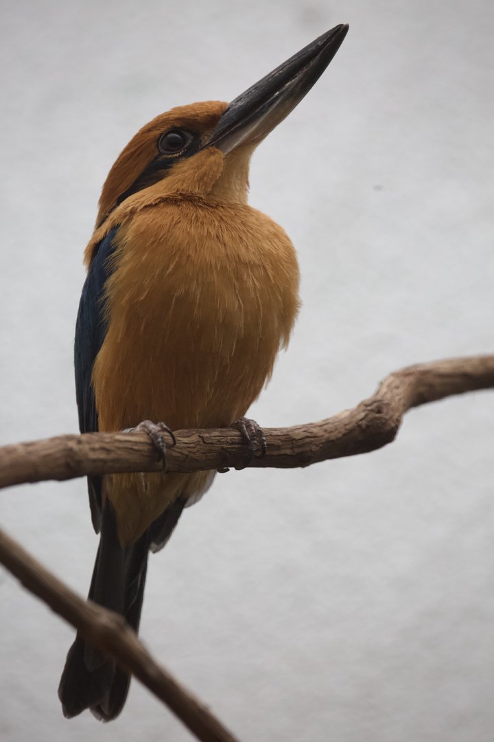 Guam Kingfisher/ Todiramphus cinnamominus