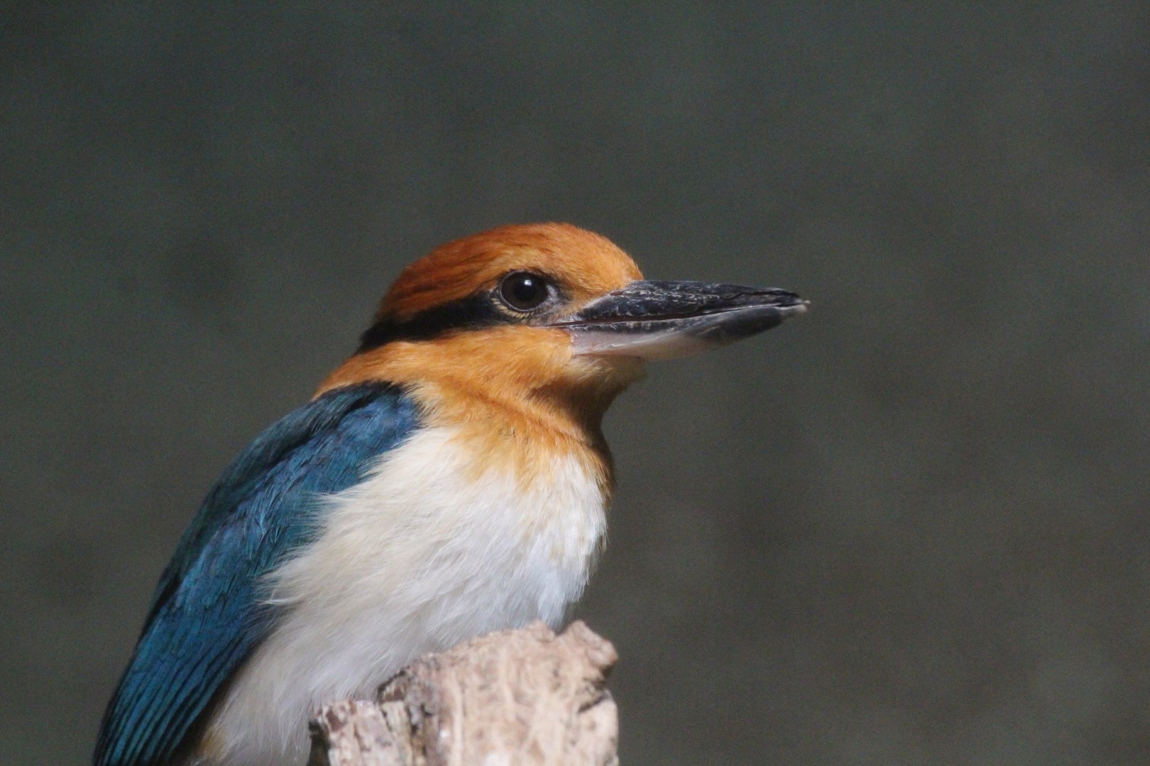 Guam Kingfisher (Todiramphus cinnamominus)
