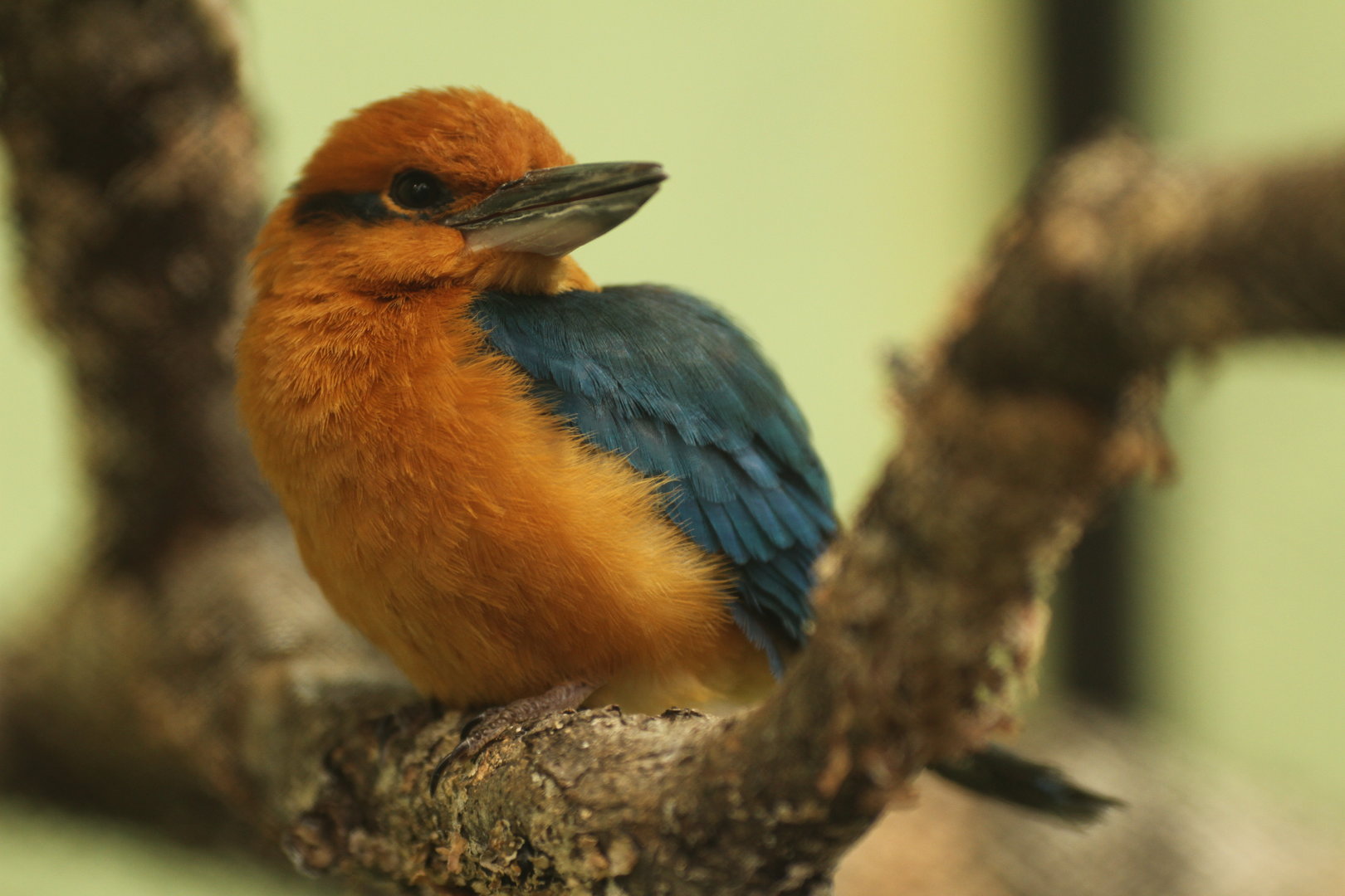 Guam kingfisher (Todiramphus cinnamominus)
