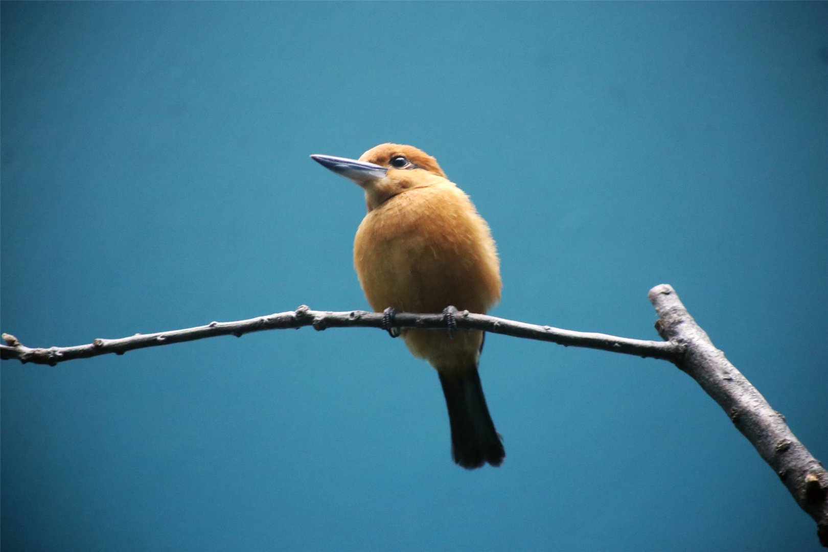 Guam Kingfisher (Todiramphus cinnamominus)