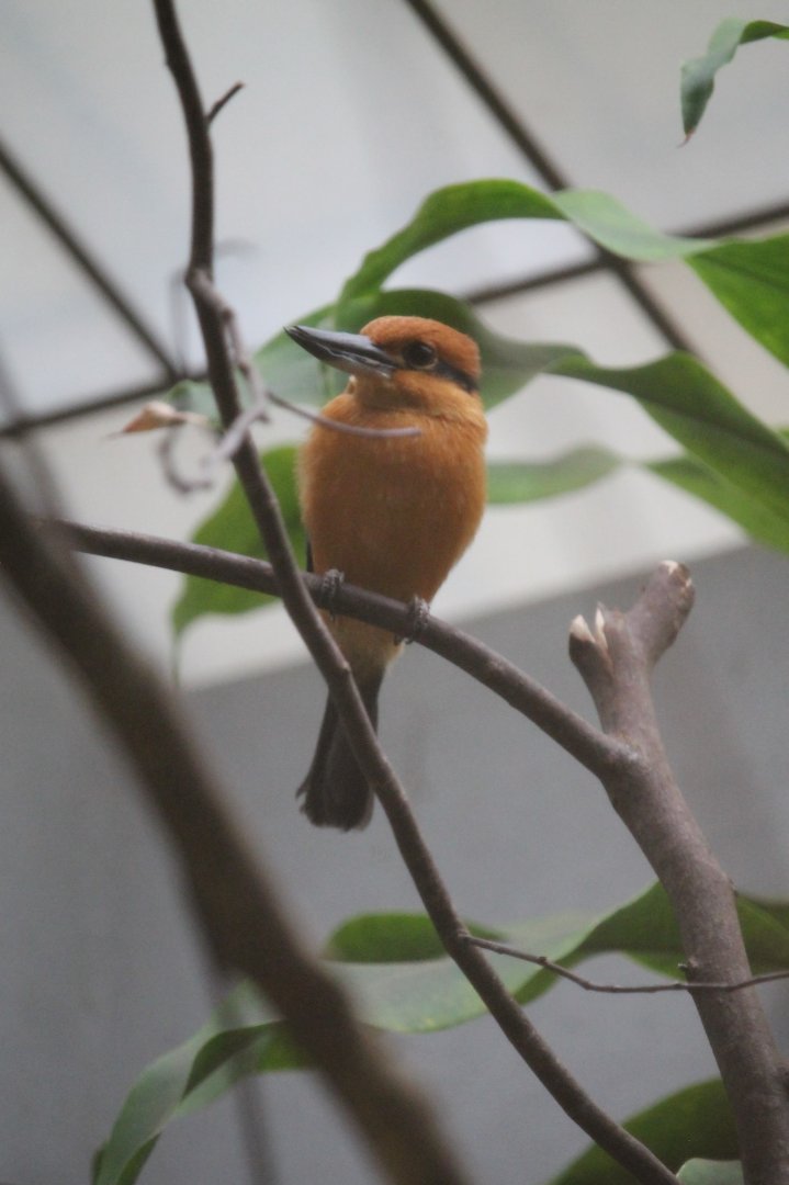 Guam kingfisher (Todiramphus cinnamominus)