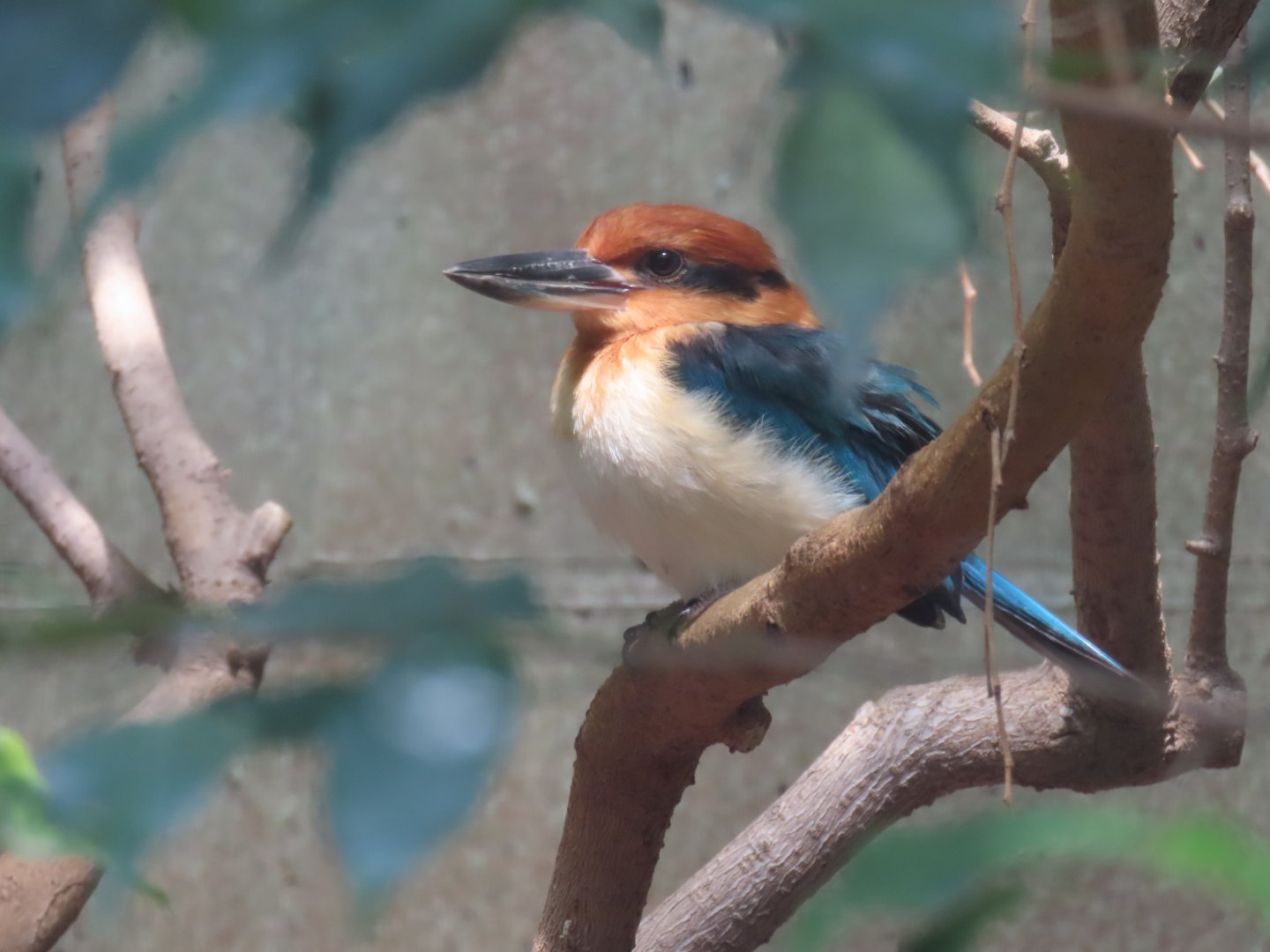 Guam Kingfisher (Todiramphus cinnamominus)