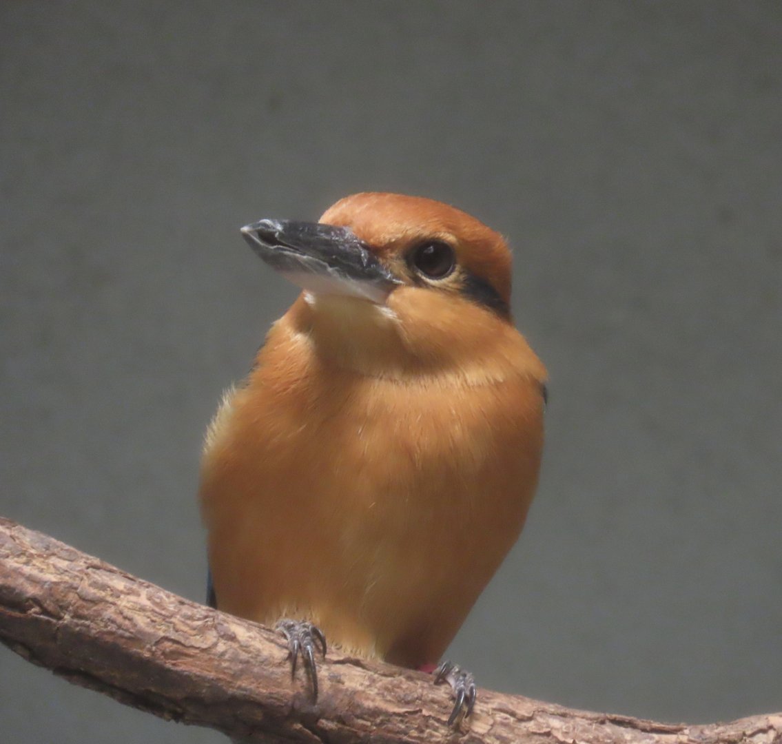 Guam Kingfisher (Todiramphus cinnamominus)