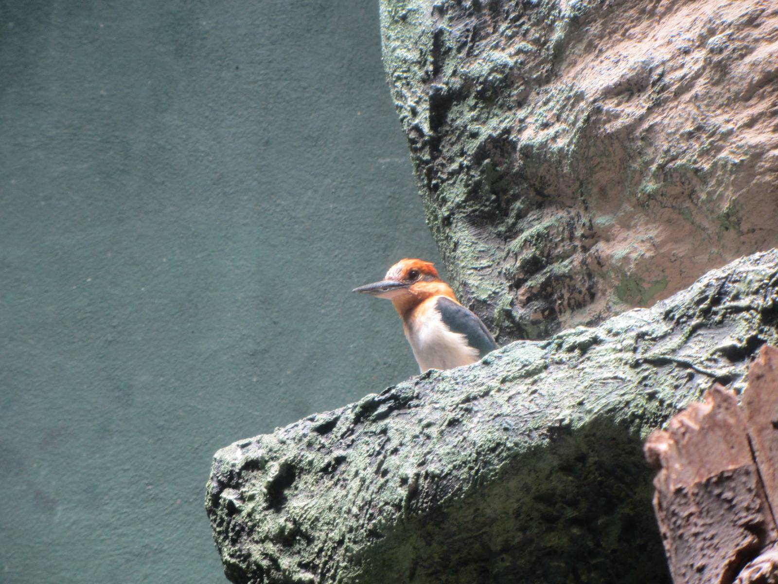 Guam Kingfisher