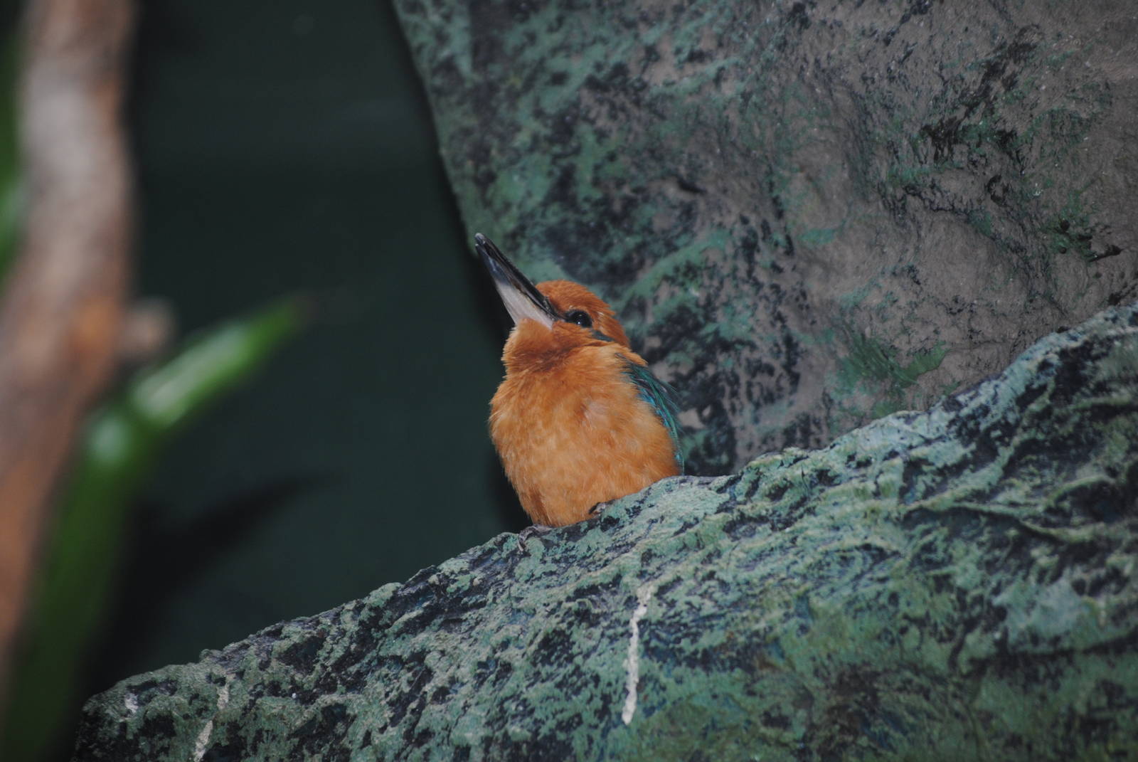 Guam Kingfisher
