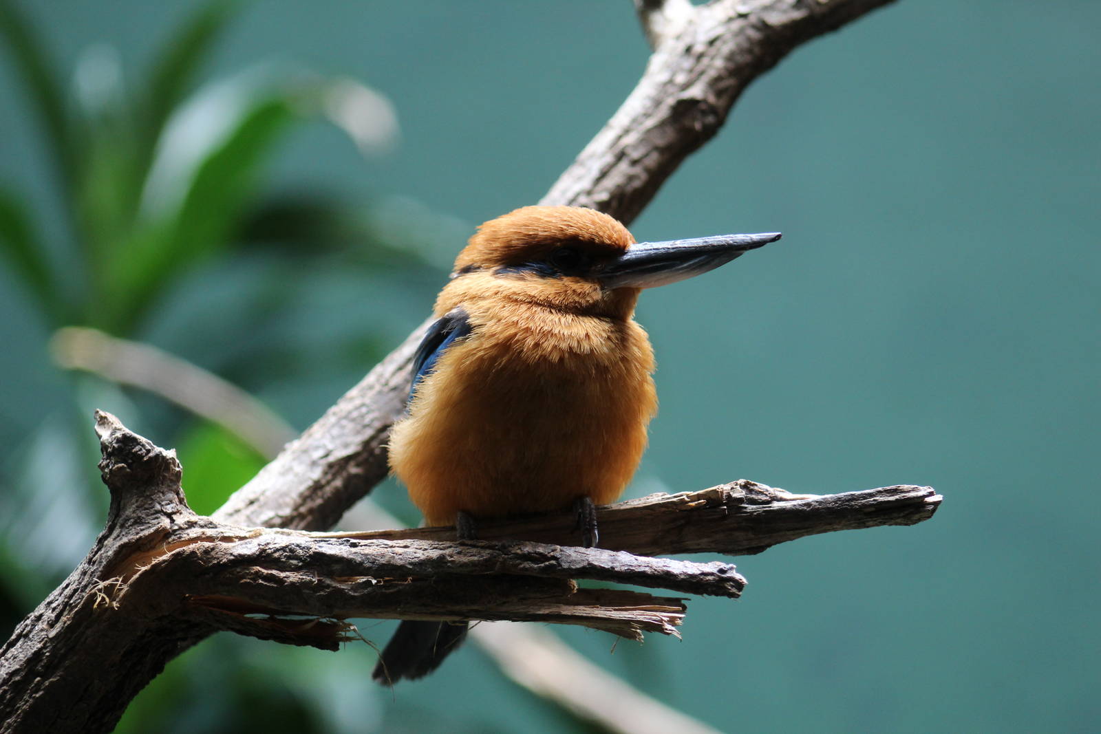Guam Kingfisher