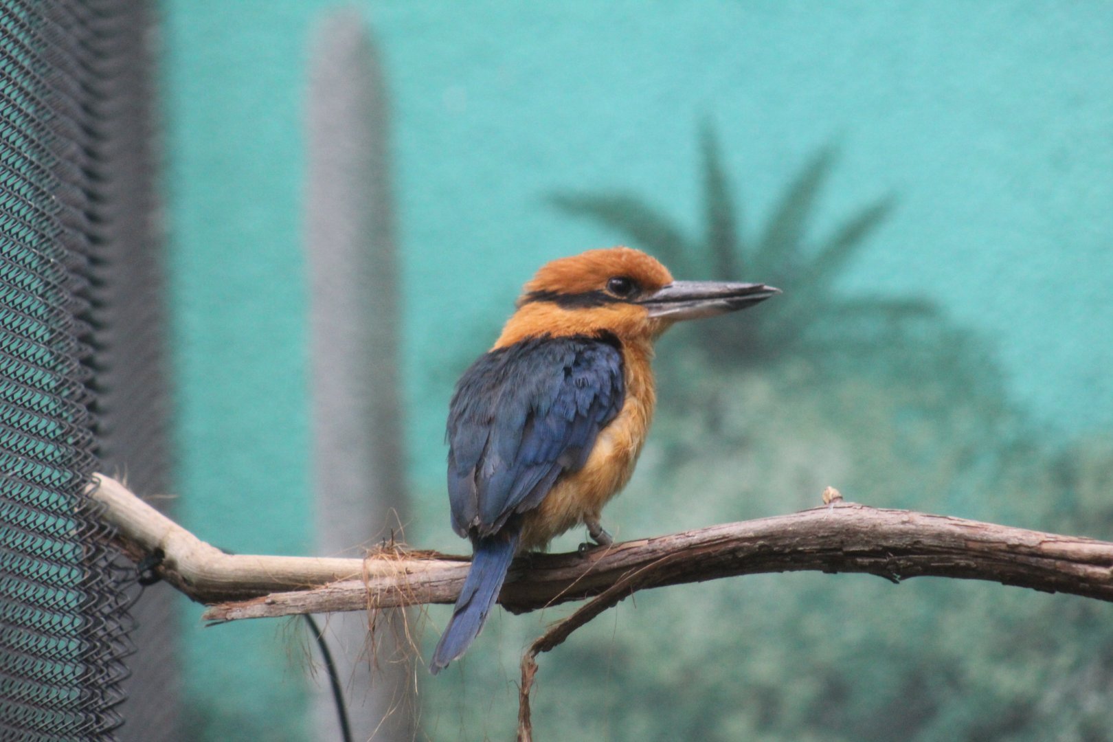 Guam Kingfisher
