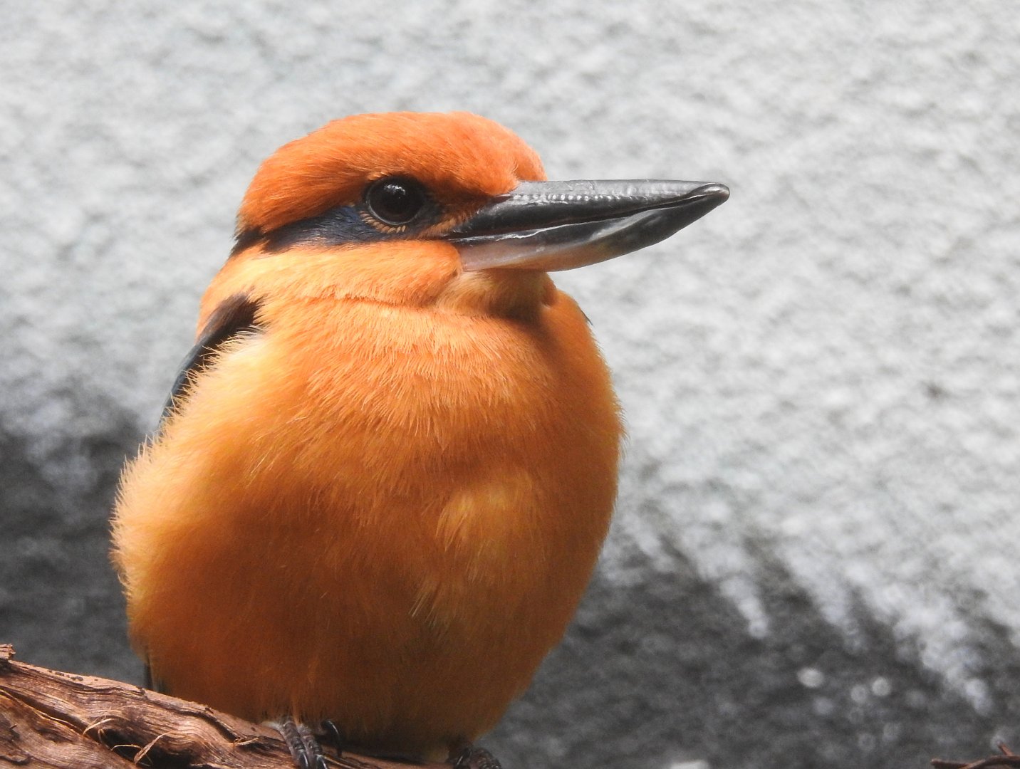 Guam Kingfisher
