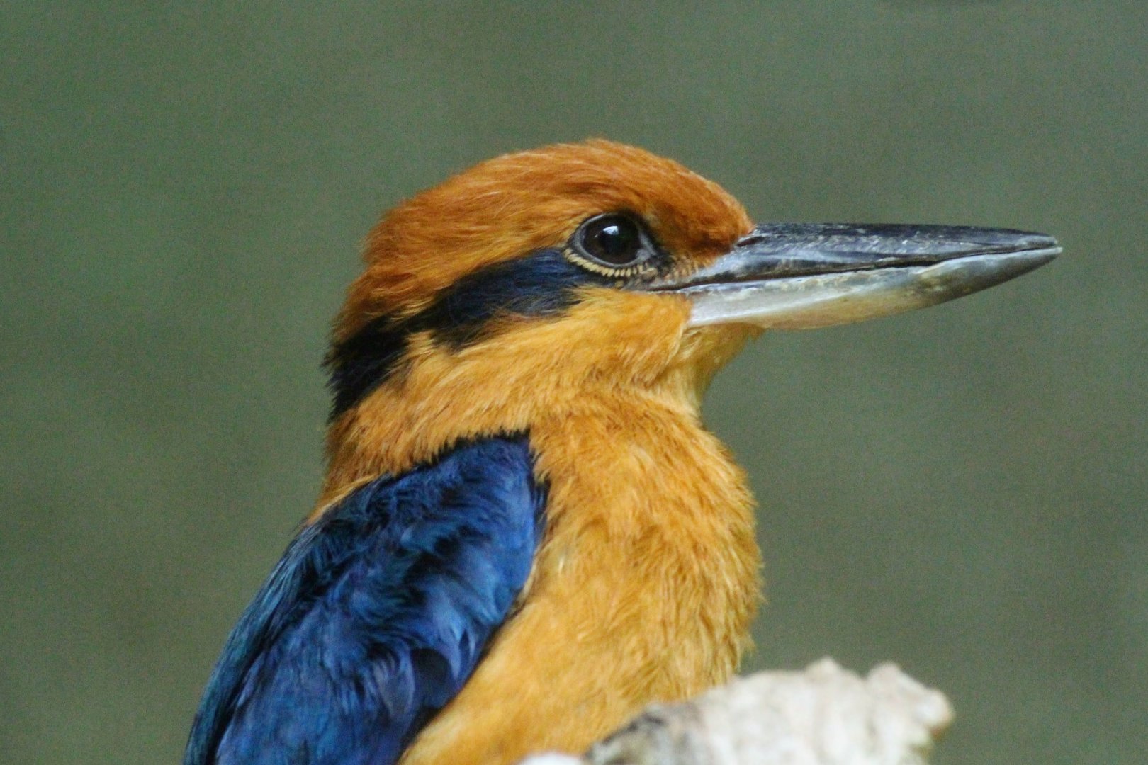 Guam Kingfisher