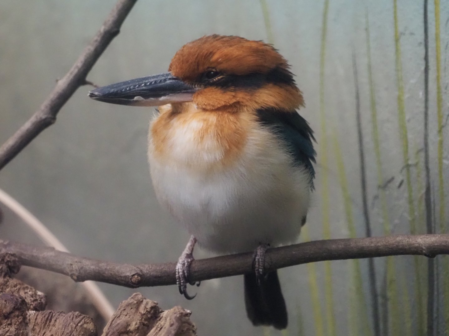 Guam Kingfisher