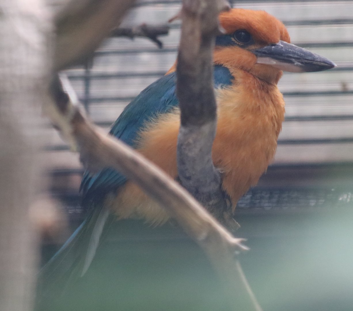 Guam Kingfisher