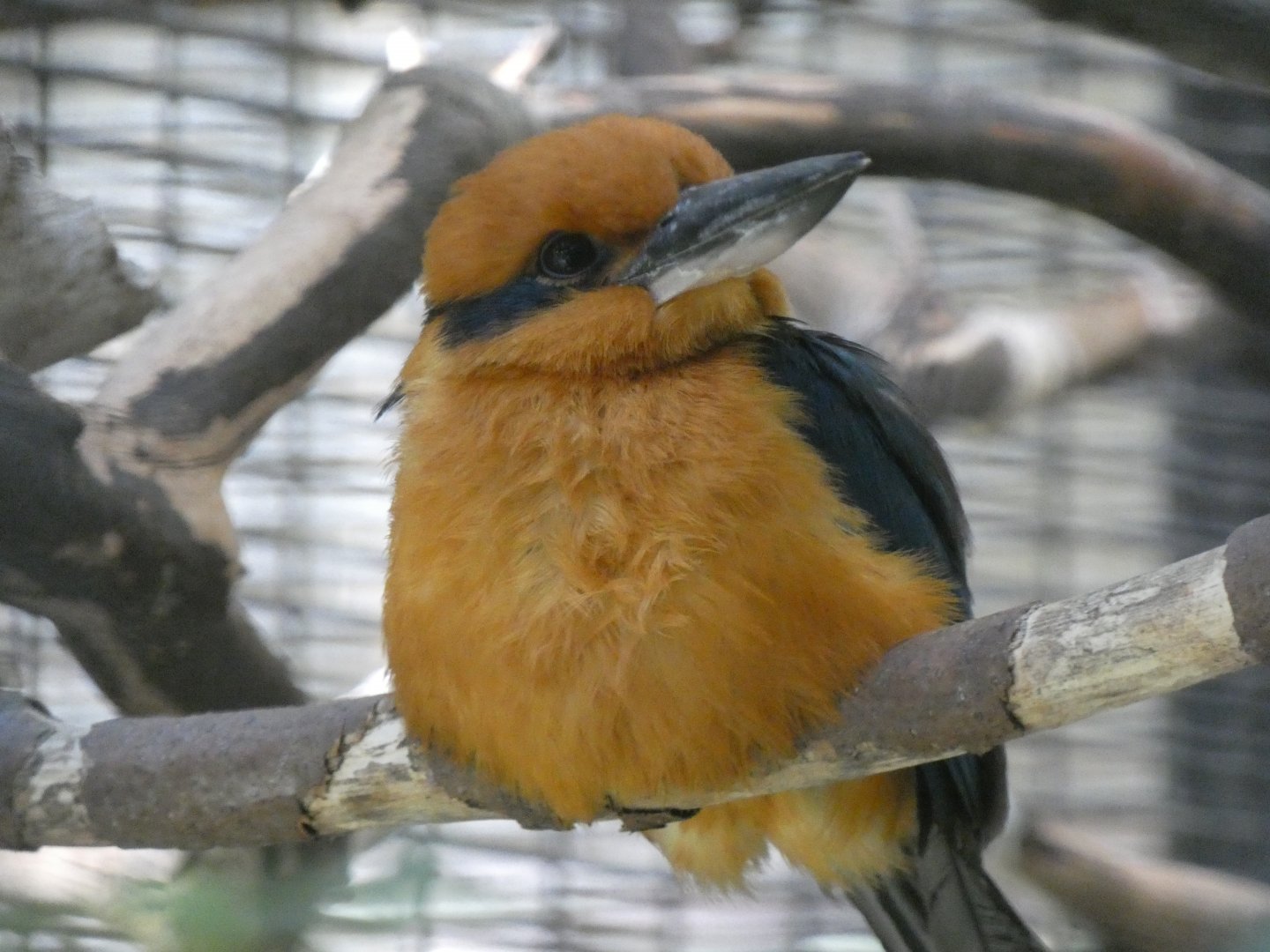 Guam kingfisher