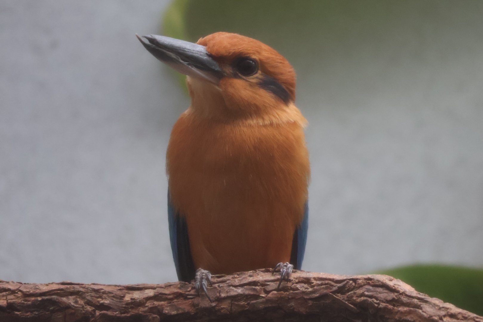 Guam kingfisher